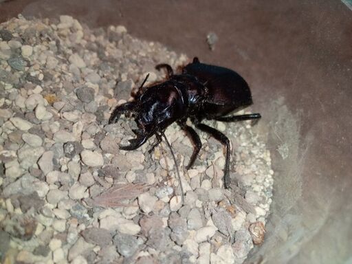 最終値下げ　オオエンマハンミョウ雌1匹☆関東の方☆　昆虫　サソリ　クワガタ　カブトムシ