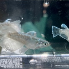改良メダカのマリアージュ若魚の画像