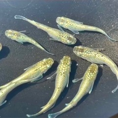 改良メダカサボテン若魚の画像