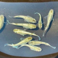 改良メダカサボテン若魚の画像