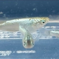 改良メダカサボテン若魚の画像
