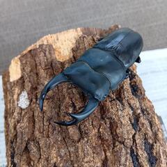【お盆値下げセール】オオクワガタ【能勢YG　77.6mm】の画像