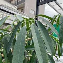 シェフレラ　タカオ　の画像