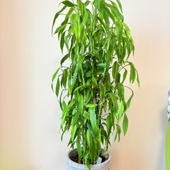 ［予定者あり］観葉植物　ミリオンバンブー　　の画像