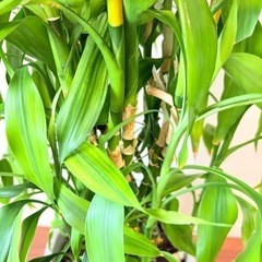 ［予定者あり］観葉植物　ミリオンバンブー　　の画像