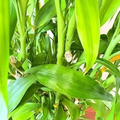 ［予定者あり］観葉植物　ミリオンバンブー　　の画像