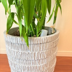 ［予定者あり］観葉植物　ミリオンバンブー　　の画像