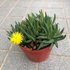 多肉植物・三時草の画像