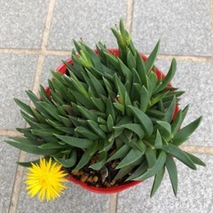 多肉植物・三時草の画像