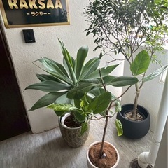 セラピスト募集！タイ古式/オイル/フットの画像