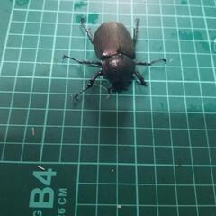 アトラスオオカブトペアー①の画像