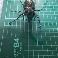 アトラスオオカブトペアー①の画像