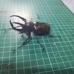 アトラスオオカブトペアー①の画像