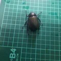 アトラスオオカブトペアー①の画像