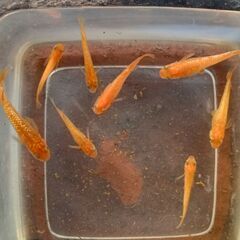 紅華　めだか　稚魚20匹の画像
