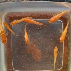 紅華　めだか　稚魚20匹の画像