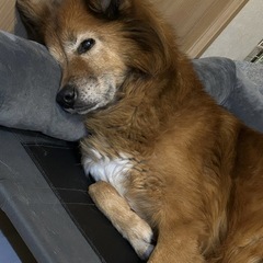 🐶コット(未使用の冬用起毛マット付き)の画像