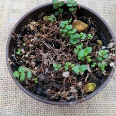 観葉植物　ベビーティアーズの画像