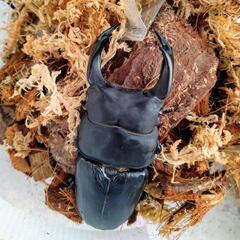 【お話中】オオクワガタ　佐賀神埼産　新成虫ペアの画像