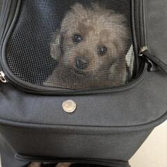 犬用リュック　キャリーバッグ　ペットリュックの画像