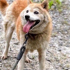 大人しく寂しがり屋な♂です