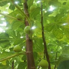 イチジクの交換の画像
