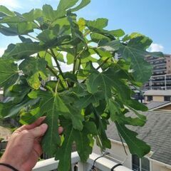 イチジクの交換の画像