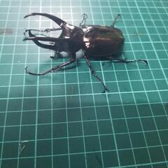 アトラスオオカブトオス単④の画像