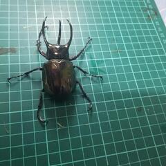 アトラスオオカブトオス単⑤の画像