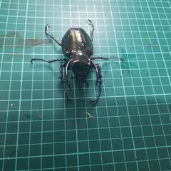 アトラスオオカブトオス単⑤の画像