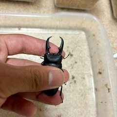 ヒラタクワガタの画像