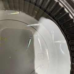 カブキ　メダカの画像