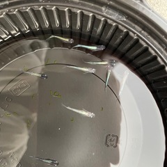 カブキ　メダカの画像