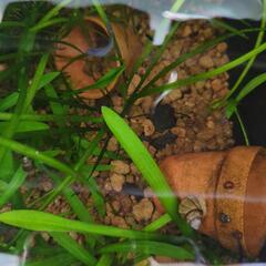 メダカまとめての画像