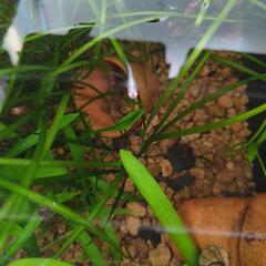 メダカまとめての画像