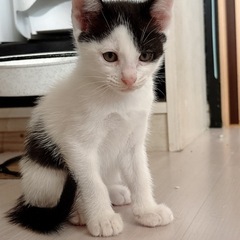 子猫の里親募集します