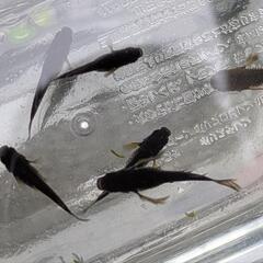 五式系メダカ稚魚10匹の画像
