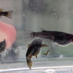五式系メダカ稚魚10匹の画像
