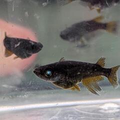 五式系メダカ稚魚10匹の画像