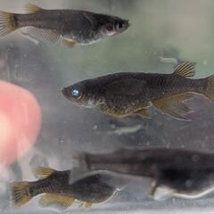 五式系メダカ稚魚10匹の画像