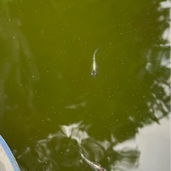 三色体外光の画像