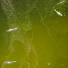 三色体外光の画像
