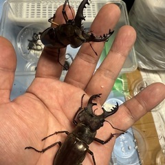 夏祭り限定　ミヤマクワガタ1ペアの画像
