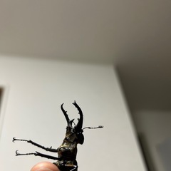 ミヤマクワガタ