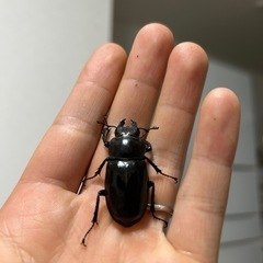ミヤマクワガタの画像
