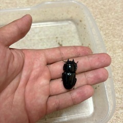 ヒラタクワガタ成虫ペアの画像
