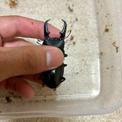 ヒラタクワガタ成虫ペアの画像