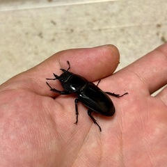 ヒラタクワガタ成虫ペアの画像