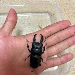 ヒラタクワガタ成虫ペアの画像