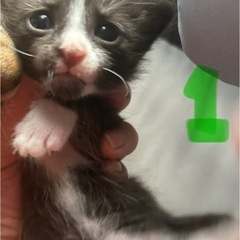 生後１ヶ月の仔猫
